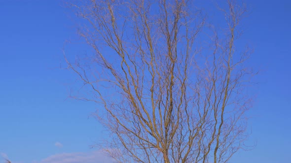 Bare tree waving in the wind