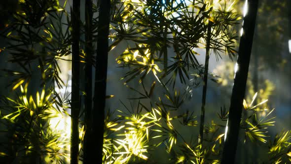 Asian Bamboo Forest with Sunlight