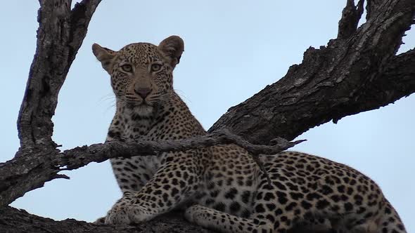 A young male leopard watches the camera while he sits perched in a tree.