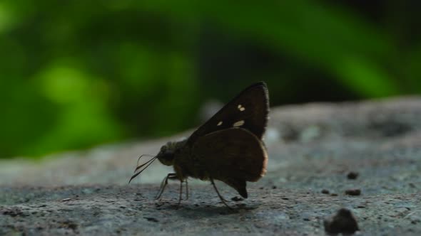 Black Butterfly In The Rock