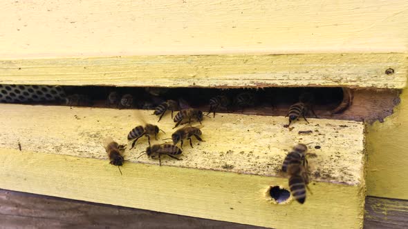 Beautiful Winged Bee Slowly Flies to Beehive Collect Nectar on Private Apiary from Live Flowers