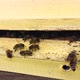 Beautiful Winged Bee Slowly Flies to Beehive Collect Nectar on Private Apiary from Live Flowers - VideoHive Item for Sale