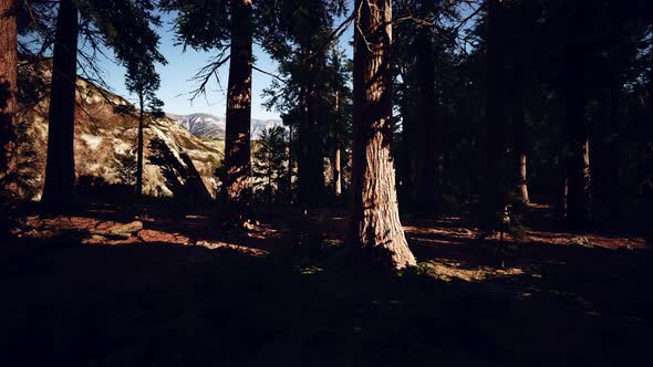 Giant Sequoias Trees or Sierran Redwood Growing in the Forest