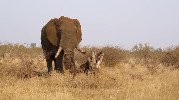 Large? tusker bull elephants, Loxodonta africana graze slowly in the summer months in long grass in