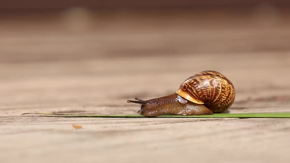 Beautiful land huge snail crawls along green leaf on wooden background on sunny day.