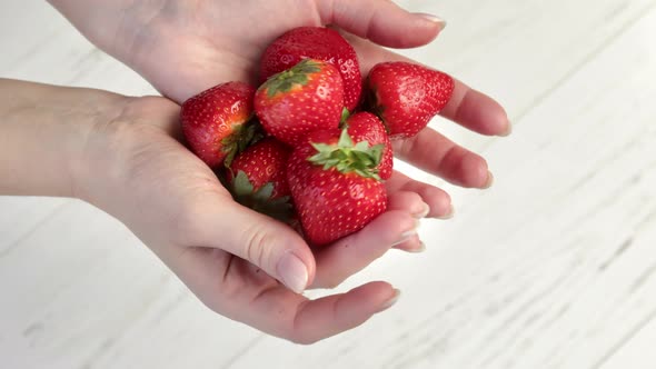 Closeup Woman Hands Holding Fresh Ripe Strawberries Heap Over Wooden Table Enjoying Summer Harvest