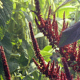 Amaranthus