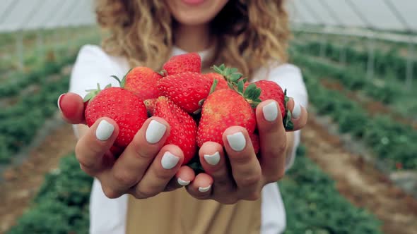 Ripe Sweet Red Strawberries in Female Hand Palms