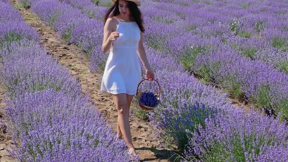 A woman walks with a basket of lavender in a lavender field. Lavender. Provence, France