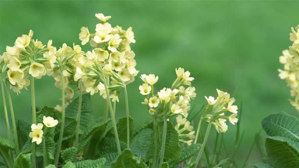 Fresh Spring Cowslip Primula Veris Flowers in Green Meadow