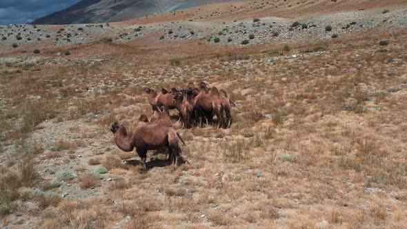 Bactrian Camel in the Gobi Desert Mongolia