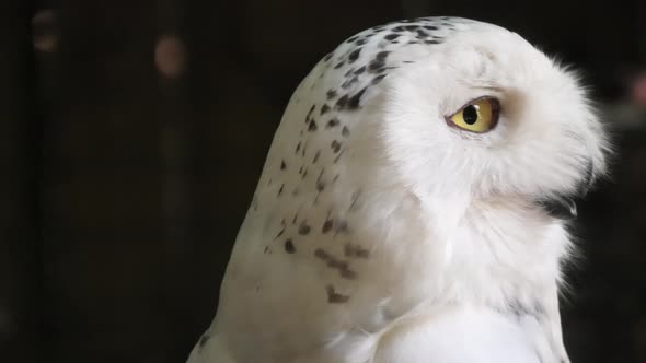 Snowy Owl Close Up