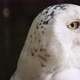 Snowy Owl Close Up - VideoHive Item for Sale