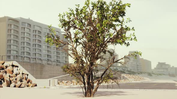 Empty Beach Car Park Spaces Covered in Asphalt