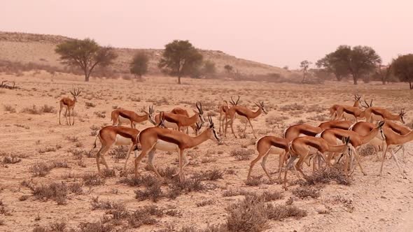 A harem of Springbok antelope cross a road in the Kalahari Desert