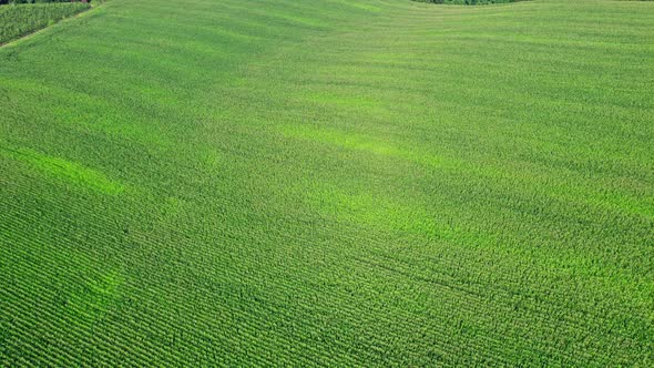 Beautiful Summer Landscape of a Corn Field