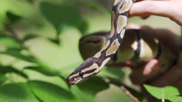 A Man Holds a Snake in His Hands Closeup