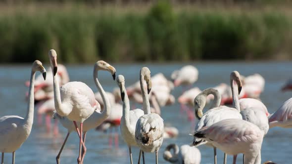 flamingo bird nature wildlife reserve carmargue lagoon