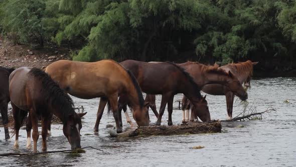 Wild herd eats in a row at a river in the Sonoran desert of Arizona Salt River.