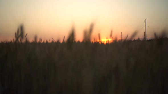 Sunset Over a Yellow Wheat Field. The Camera Rises From the Bottom Up.