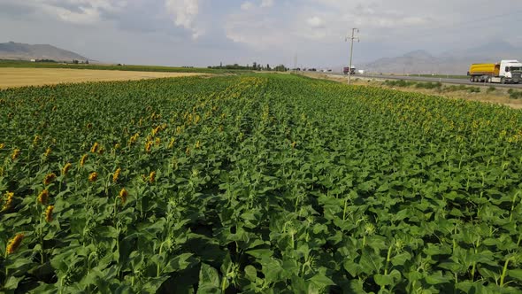 Highway Sunflower Land