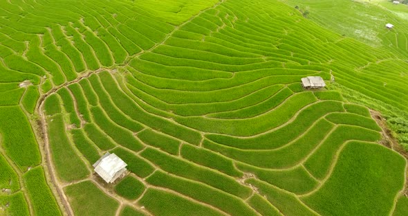 Rice Field Terrace on Mountain Agriculture Land