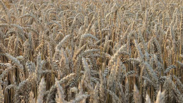 Gold Wheat Field. Beautiful Nature Sunset Landscape