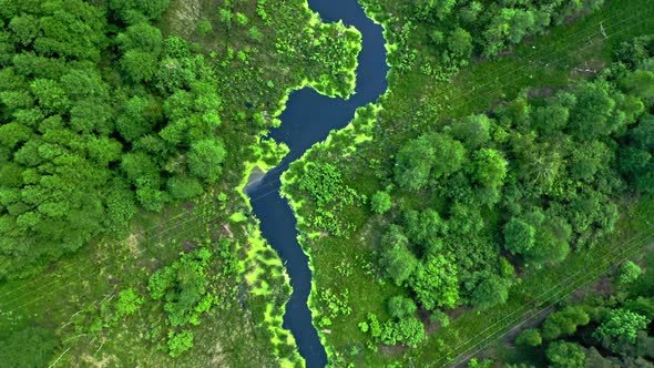 Flying above small river and green forest in summer.