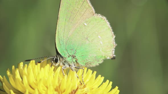 Butterfly On A Dandelion Flower