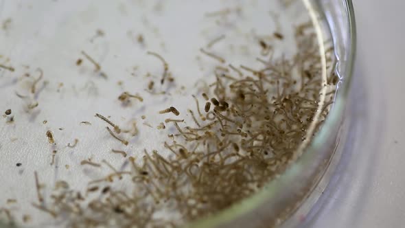 Zika virus parasites in a petri dish in an extreme close up