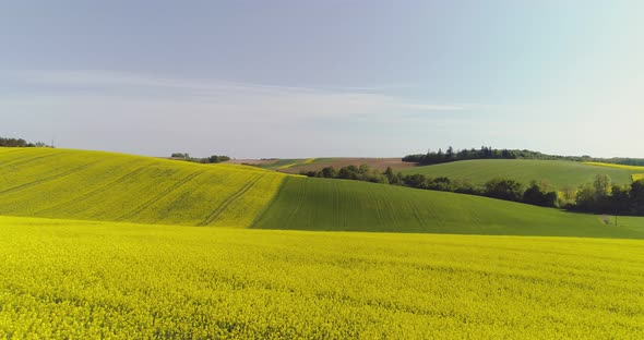 Scenic View of Canola Field Against Sky