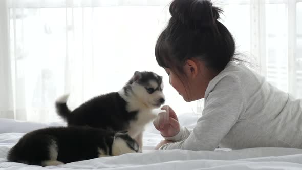 Cute Asian Girl Playing With Siberian Husky Puppy Slow Motion 