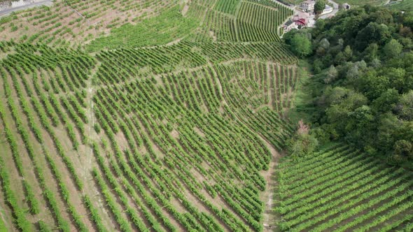 Aerial View of Vineyard Fields on the Hills in Italy Growing Rows of Grapes