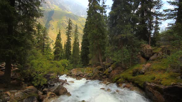 Mountain River in the Forest Close Up. Summer