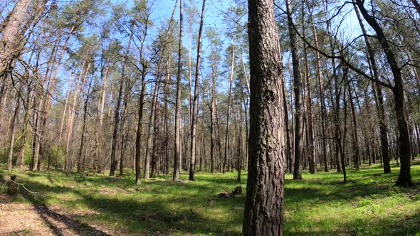 Walking Through the Forest with Pine Trees During the Day POV Slow Motion