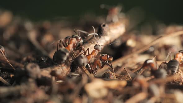The Work and Life of Ants in an Anthill alt