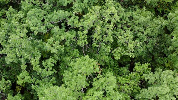 Forest from above. Aerial drone shot above green trees