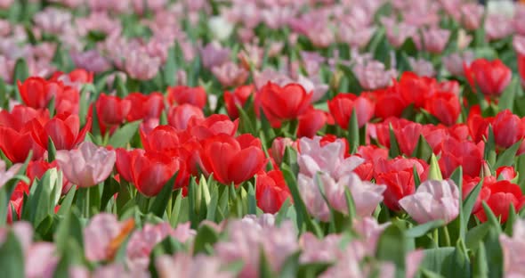 Tulips Flowers Growing at Field