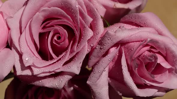 Still closeup of Soft Pink Roses Bouquet with water droplets. Sunny Indoors