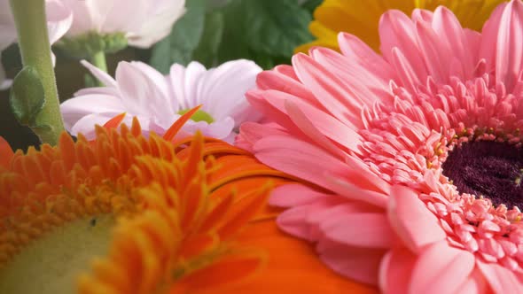 Beautiful Daisy Gerbera Flowers in Magnificent Holiday Bouquet. Camera Moves Along the Flower Petals