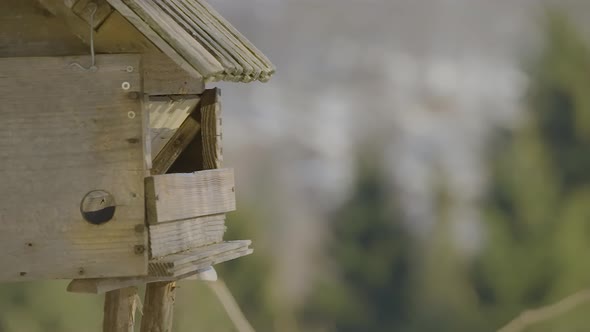 Closeup of a birdhouse with colorful birds flying in and out searching and eating food at winter tim