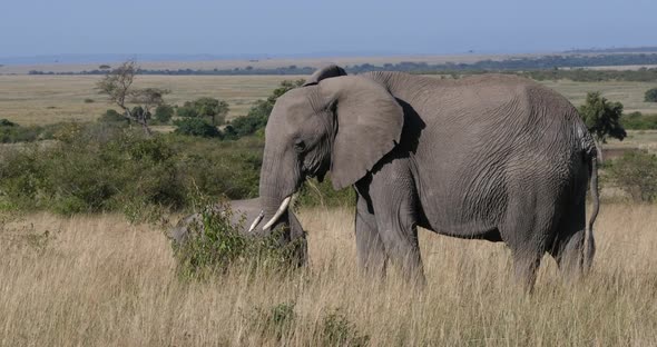 African Elephant, loxodonta africana, Mother and calf, Eating Bush, Masai Mara Park in Kenya