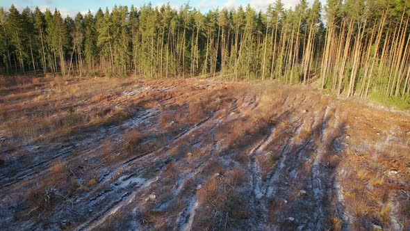 Plot of the Destroyed Forest After Continuous Felling of Trees