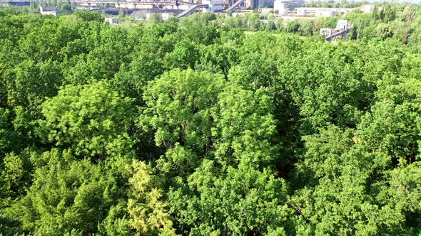 Green forest from above. Flying over beautiful green forest in rural landscape