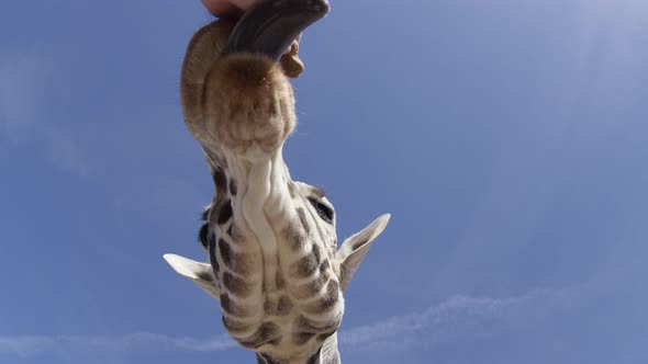 Giraffe feeding slow motion low angle