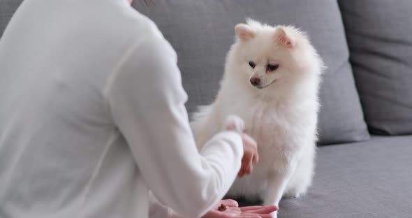 Pet Owner Training with Her White Pomeranian Dog at Home