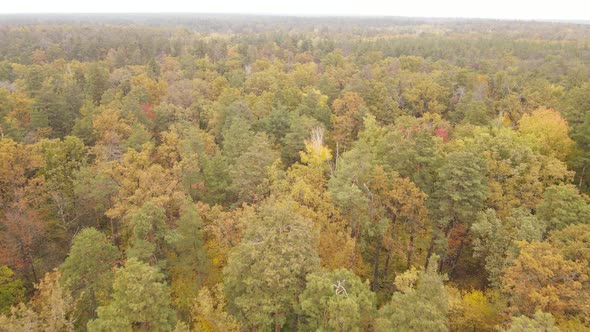 Trees in the Forest on an Autumn Day