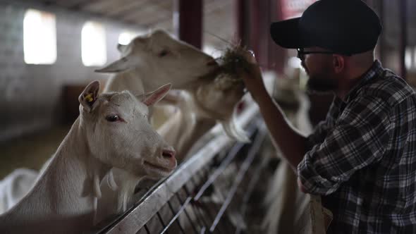 Young Male Farmer Standing at Stable in Barn with Goats Eating Grass From Hand