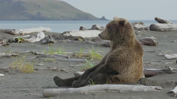 Grizzly Bear Sitting Upright On Shore Looking Around