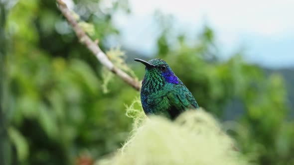 Costa Rica Birds, Lesser Violetear Hummingbird Portrait (colibri cyanotus) Perched Perching on Branc